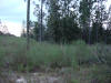 Watson Rd 1