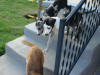 Great Dane Hotrod Blaze and Runner