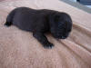 Great dane Bear left side
