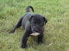 Great Dane Bear at Stance