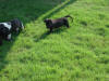 Great Dane Bear running in grass