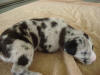 Great Dane Blaze