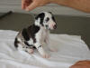 Great Dane Caboose