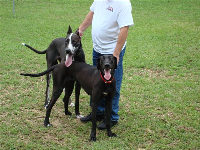 Cheff & Tess   Mom and Dad 