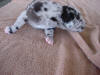Great Dane Goliath