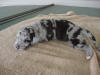Great Dane Gracie