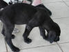 Great Dane Bear long legs