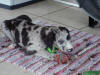 Great Dane Blaze playing with toys