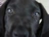 Great Dane Bear 7w5d