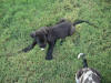 Great Dane Bear playing in yard