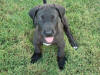 Great Dane Bear portrait