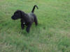 Great Dane Bear hunting in high grass