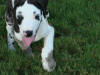 Great Dane Hotrod running in yard