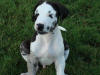 Great Dane Hotrod sitting pretty