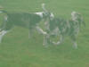 Great Dane Blaze and Hotrod playing