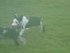 Great Dane Hotrod ears flying