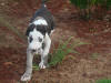 Great Dane Hotrod in flower bed