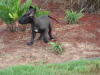 Great Dane Bear ears flying up