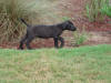 Great Dane Bear in Flowerbed