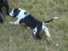 Great Dane Hotrod in grass