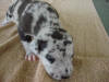 Great Dane Precious