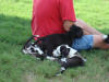 Great Dane Hotrod and pups playing