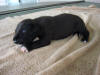 Great Dane Ribbon