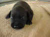 Great Dane Trace