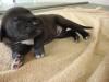 Great Dane Travis