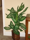 Furniture.Decor Planti in Basket leafy