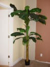 Furniture.Decor Banana Tree