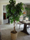 Furniture Ficus Tree 