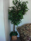 Furniture.Decor Lg Hibisc tree