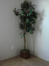 Furniture.Decor Hibiscus in Rhoda