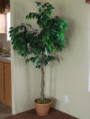 Furniture.Decor Nice Hibiscus with bakt