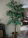 Furniture.Decor Hibiscus basket nice tree
