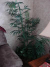 Furniture.Decor Palm med size tree