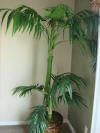 Furniture.Decor Palm tree