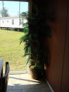 Furniture.Decor Palm in Rhoda