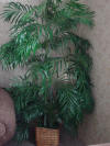 Furniture.Decor Palm tree