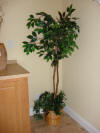 Furniture.Decor Tree Ficus
