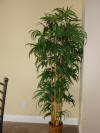 Furniture.Decor Willow tree