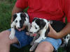 Great Danes Caboose & Hotrod 2 