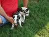 Great Danes Caboose & Hotrod 1