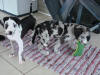 Great Danes Blaze and Hotrod playing