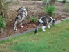 Great Danes exploring flower bed