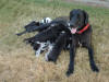 Great Dane Tess and pups in grass