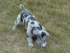 Great Dane Blaze looking at something 