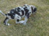 Great Dane pup on the run