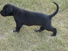 Great Danes puppies on the run 4